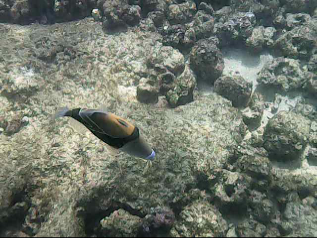 Day 18 snorkeling-  uhumunukunukuapua'a